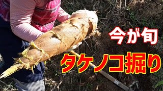 崖に生えたタケノコを掘る！