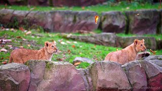 Welpjes gefascineerd door de vallende herfstblaadjes | Cubs fascinated by the falling autumn leaves