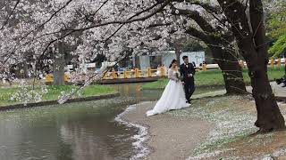 東京お花見散歩　強風の代々木公園で桜を愛でる　明日から外出自粛　桜も見納めか　2020/3/27 39