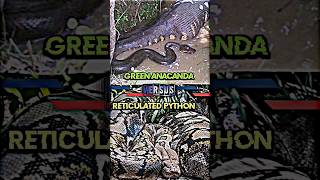 Green Anaconda VS Reticulated Python #anaconda #Python #trending #whoisstrongest #youtubeshorts