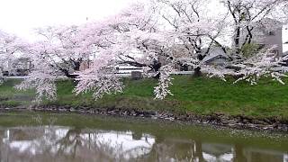 太平川の桜