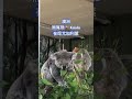 可愛的澳洲無尾熊🐨在吃尤加利葉🌿 shorts zoo koala australia