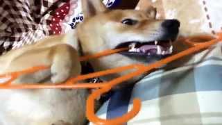 ハンガーがお気に入り！柴犬の子犬、どんぐり。 Hanger favorite! Shiba Inu puppy, Donguri