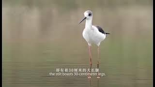 黒翅长脚鹬  black-winged stilts