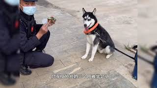 哈士奇也可以当警犬？