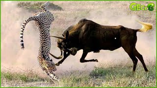 35 Moments When Crazy Prey Knocks Hunter Down With Horns | Animal Fight