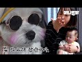 잘 아는 강아지한테 매일 빛독촉을 당하고 있습니다..ㅣThe Secret Of A Dog Barking At Nothing