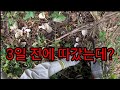 채취한 자리 3일 뒤 다시 가 보니 the Place Where I collected the Frost Mushroom, Came back 3 Days later.