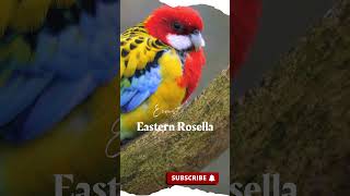 | Eastern Rosella |  #shorts  #shortsvideo  #birds