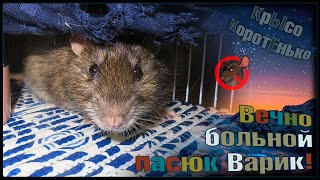 Вечно больной пасюк Варик. 😖 Дикие крысы и сложности содержания. 🐭 (Wild Rats) 🐭