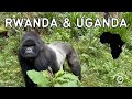 RWANDA & UGANDA - Gorilla, Chimpanzee, & Golden Monkey Trekking (Safari 2 Gorilla Tours)
