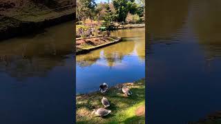 Wards lake shillong,#duck #nature #lake #shortsfeed #shortsviral #shorts #short