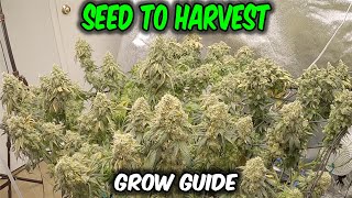 How I Grew OG Kush from SEED to HARVEST in Living Soil Complete Grow includes time lapse