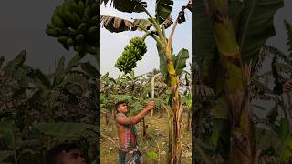 How bananas are cut, food (episode 2633) 😱