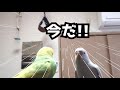 【争奪戦 】ブランコが大好きなセキセイインコ