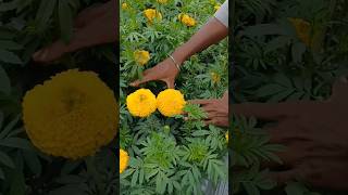 झेंडू चे वजन वाढवण्याची पद्धत 🌼😮 | #shorts #marigold #flowers