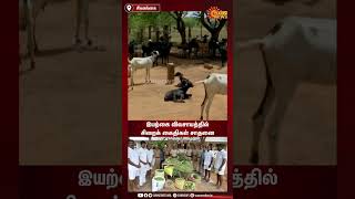 Prisoners Set Up Farms In Open Jail | 35 ஏக்கரில் விவசாயம் செய்யும் திறந்த வெளி சிறை கைதிகள்