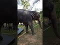 බියගම රාජාගේ කොලොම්තොට ආගමනය🤗😍 trending elephant animals srilankanelephants zoo viralshort