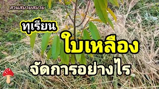 ทุเรียน...ใบเหลือง...จัดการอย่างไร Ep.154 : สวนสบายสบาย