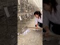 rural farmer s pigeon breeding farm🕊🕊গ্রামিন কৃষকের কবিতর চরাইর ফার্ম farming farmer