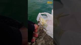 MELEPAS IKAN JERUK #viral #fishing #didalam #shortvideos #mancing #jeruk #ikan #strek