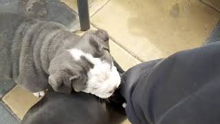 Curious Puppies (Original Video) \