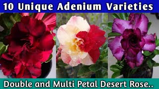 10 Best Double Petal Adenium and Multi Petal Adenium Varieties 🌸🌼 / Double Petal Desert Rose