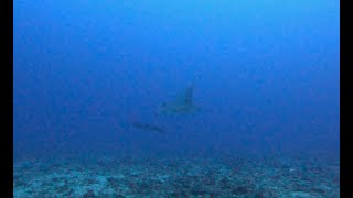 沖縄ダイビングサービス潜水屋　慶良間　黒島北　カメキチ　ウチザン礁