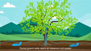 Why is the Peepal tree important ? Benefits of Peepal tree !