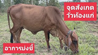 จุดสังเกตวัวท้องแก่ - อาชีพสร้างรายได้channel