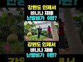 한국농수산tv 강원도 인제서 바나나 재배... 난방비가 0원