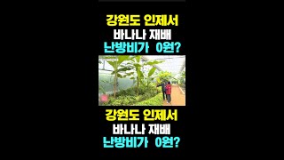 [한국농수산TV] 강원도 인제서,  바나나 재배...  난방비가  0원?