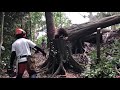 京都の神社にて危険木の伐採！！　treework　arborist