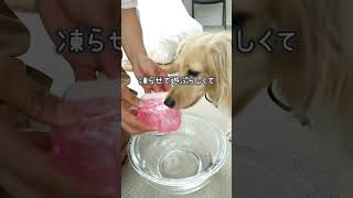 【3COINS】愛犬絶対好き！暑い夏にぴったりなアイストイ【ミニチュアダックス】 #ダックス #スリーコインズ #おすすめ #スリコ #スリコ購入品 #犬 #わんちゃん