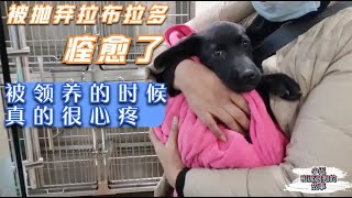 20201105—Dog Rescue in China得了重病被抛弃的狗狗痊愈了，7天的陪伴，领养的时候还真舍不得The abandoned puppy, who got parvo-virus,