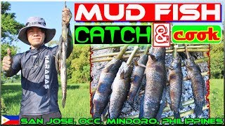 EP23 - Mud fish Catch and Cook {Paglimas at Pangangapa ng Dalag}