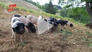 Ferme de fougères : diversification avec des cochons en plein air