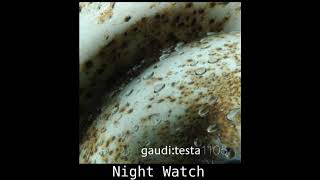 gaudi:testa1105 - Night Watch