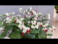 clerodendron thomsonae великолепен и чист и как размножить его на много корней