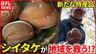 【特産】７cm超えの特大サイズ！シイタケで地域活性化へ　愛媛　NNNセレクション