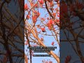 hummingbird 🐦 on beautiful coral tree erythrina 🌸 nature s beauty