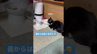 召使いにご飯を食べさせてもらう猫 #猫動画かわいい #いやしねこ #猫 #cat #catlover #かわいい #いやし #かわいい猫 #ねこ #shorts