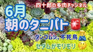 【多肉植物】【ガーデニング】🚨6月朝のタニパト😄 ダンゴムシや不死鳥が(^^;)