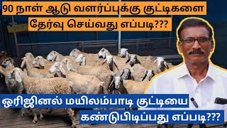 90 நாள் செம்மறி ஆடு வளர்ப்புக்கு குட்டிகளை தேர்வு செய்வது எப்படி | கிடாய் குட்டி வளர்ப்பு #goatfarm