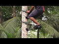 coconut tree climbing machine ‌පොල් ගස් නගින්න සරළ උපාංගයක්