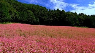 信州箕輪町の赤そばの里2015・4K撮影