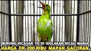 SIAPA YANG GAK TERHIPNOTIS CUCAK IJO BIG MAPAN GACORAN CUMA 200 RIBU DI PASAR BURUNG PRAMUKA