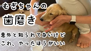 No.137 歯磨きを頑張ってます。【ミニチュアダックス】生後６ヶ月