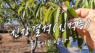 돌 녹이고 남자들 텐트치게 만드는 방법.