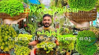 Sedumസീഡം#Plant#low cost a#care#in#malayalam#Propgation#potting#wateringhole#ടunlight#pot#new#method